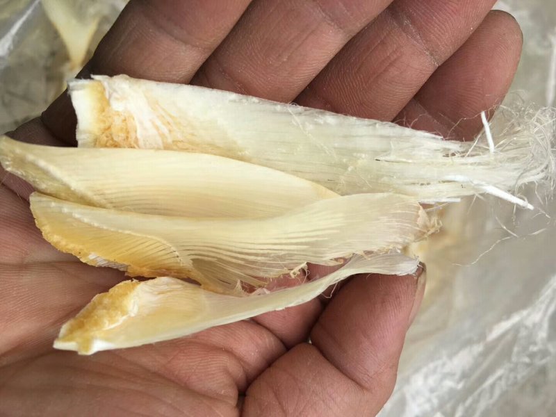 小鱼翅