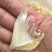 小鱼翅