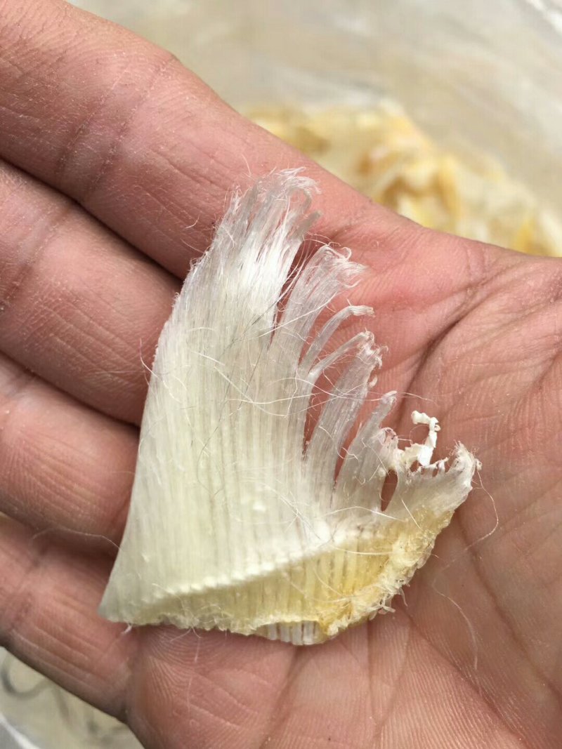 小鱼翅