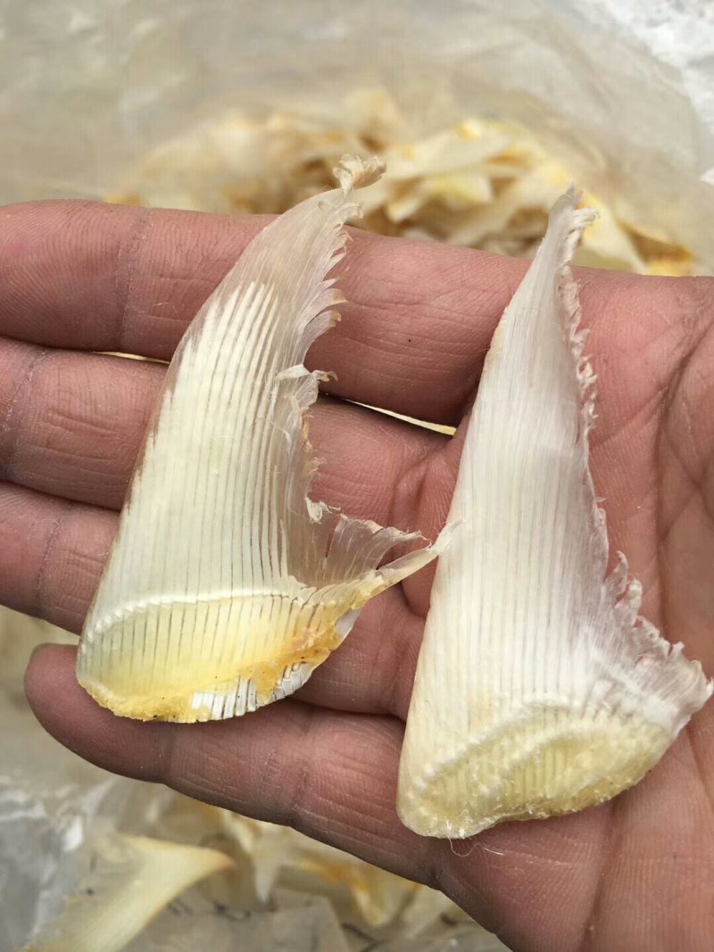 小鱼翅