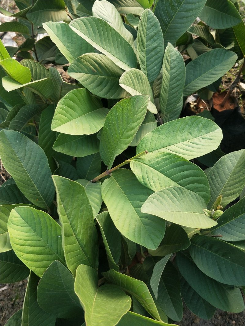 帝王白心芭乐苗，四季梨，番石榴苗