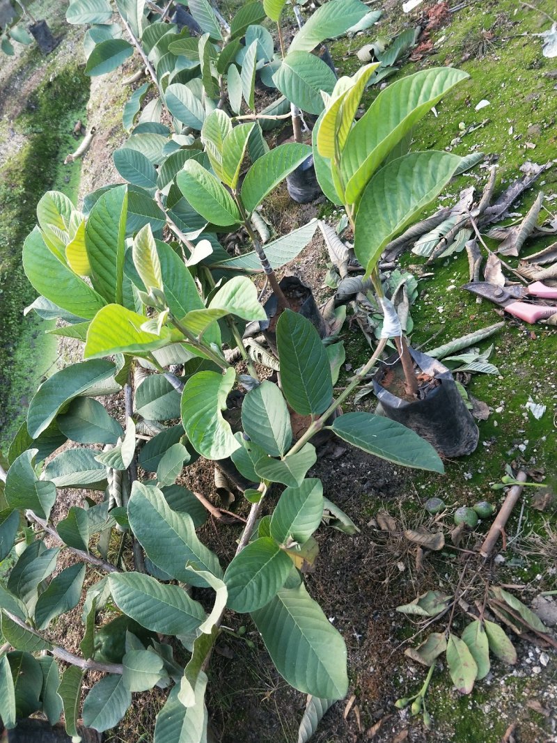 帝王白心芭乐苗，四季梨，番石榴苗
