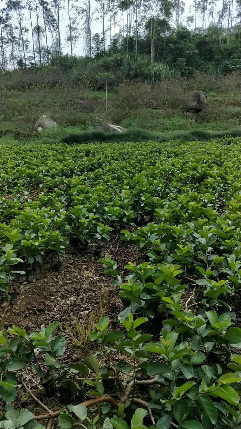 帝王白心芭乐苗，四季梨，番石榴苗