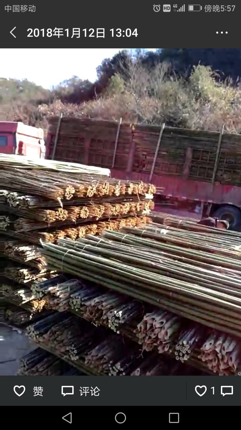 江西苦竹竹竿大量批发供应