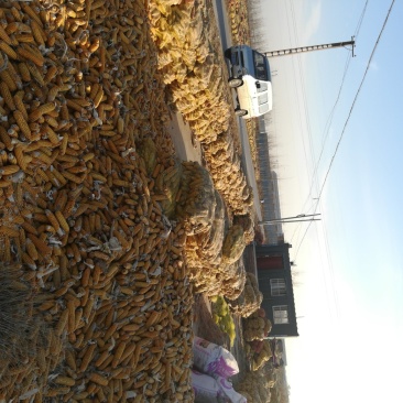 玉米