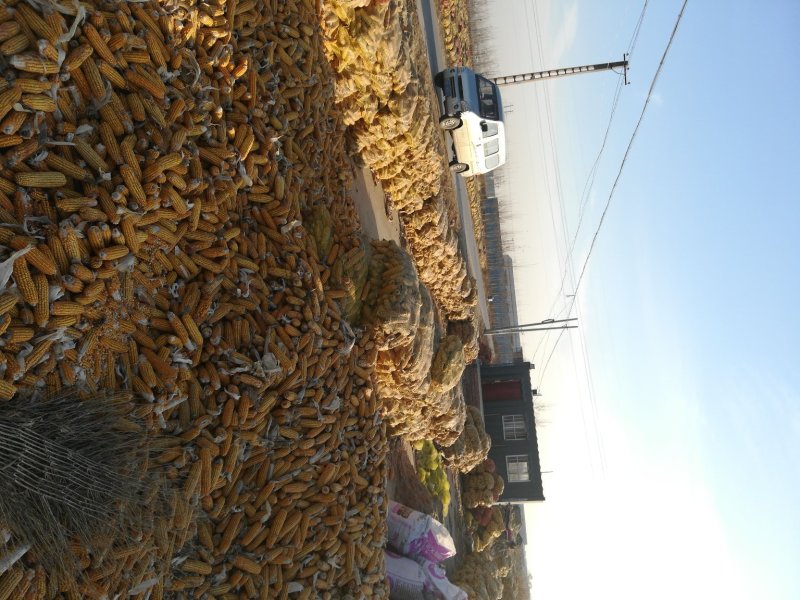 玉米