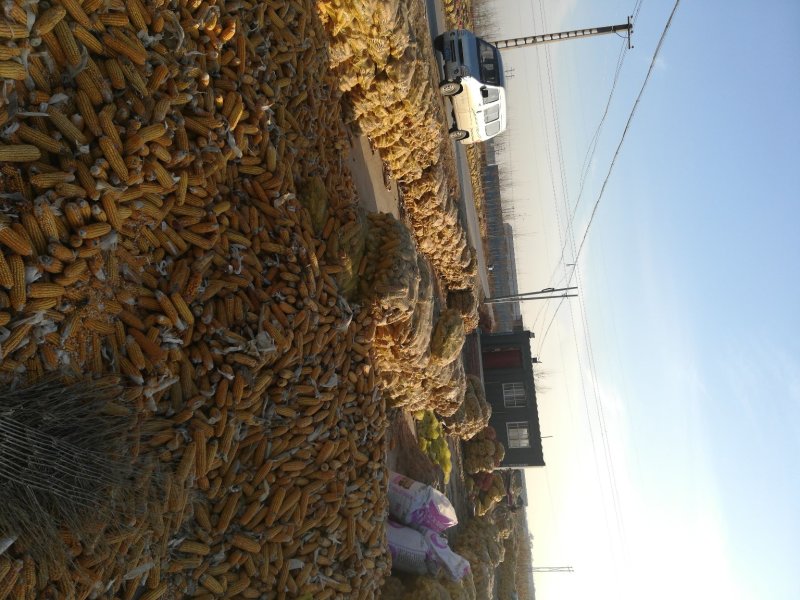 玉米