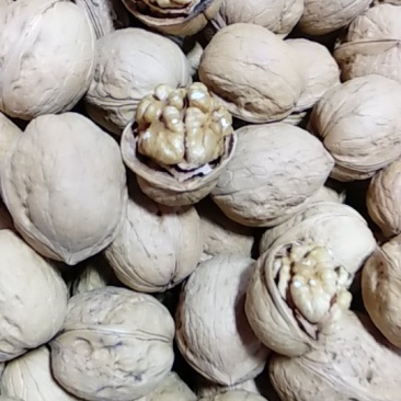 纸皮核桃185