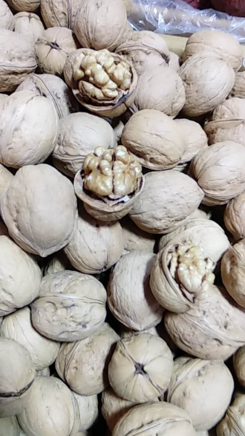 纸皮核桃185