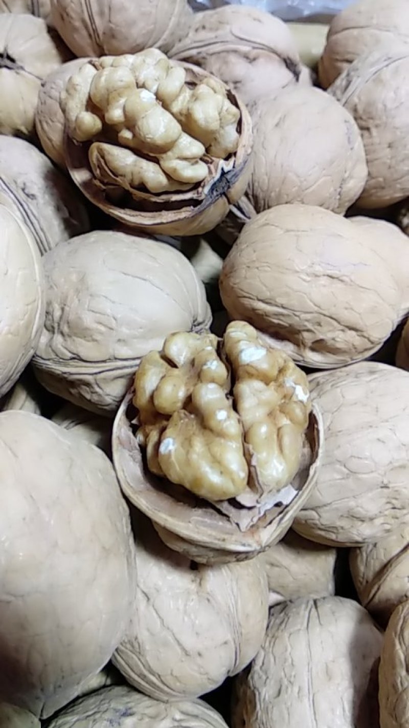 纸皮核桃185