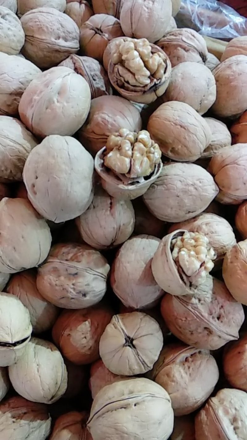 纸皮核桃185