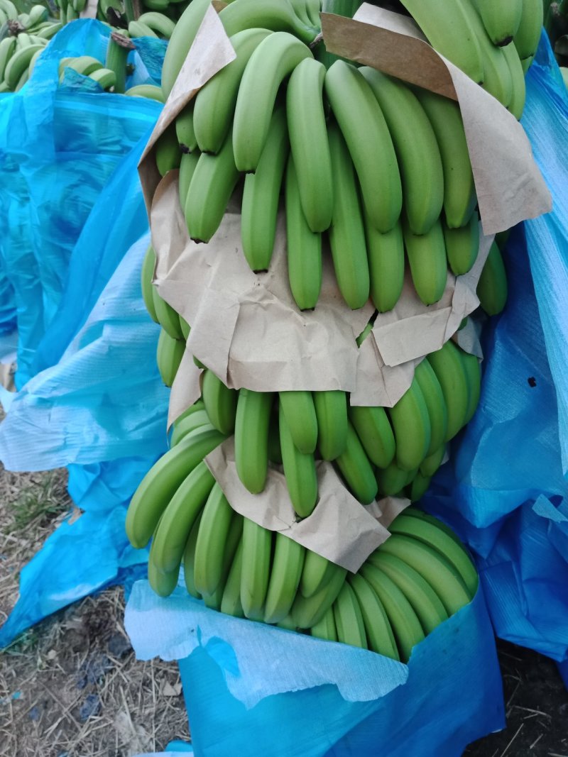云南金平猛桥货多多