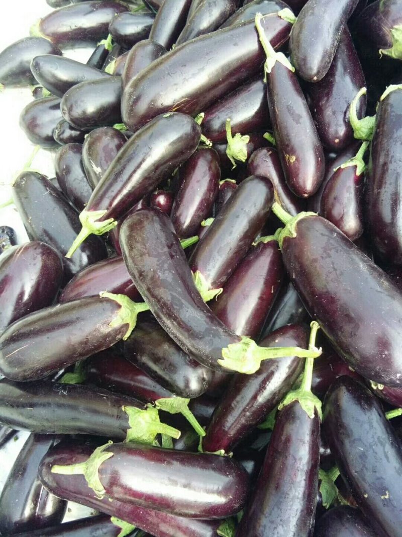 茄子