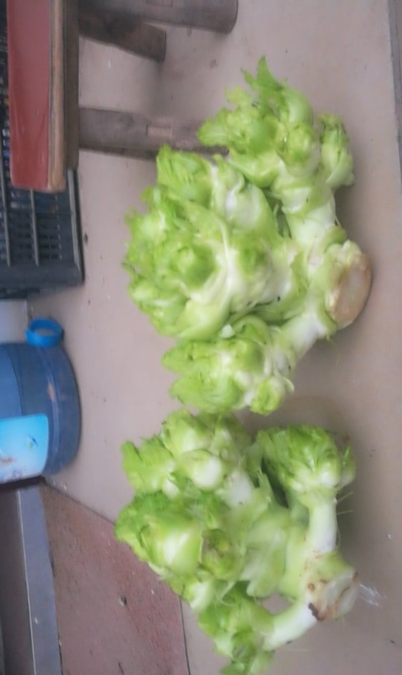 儿菜