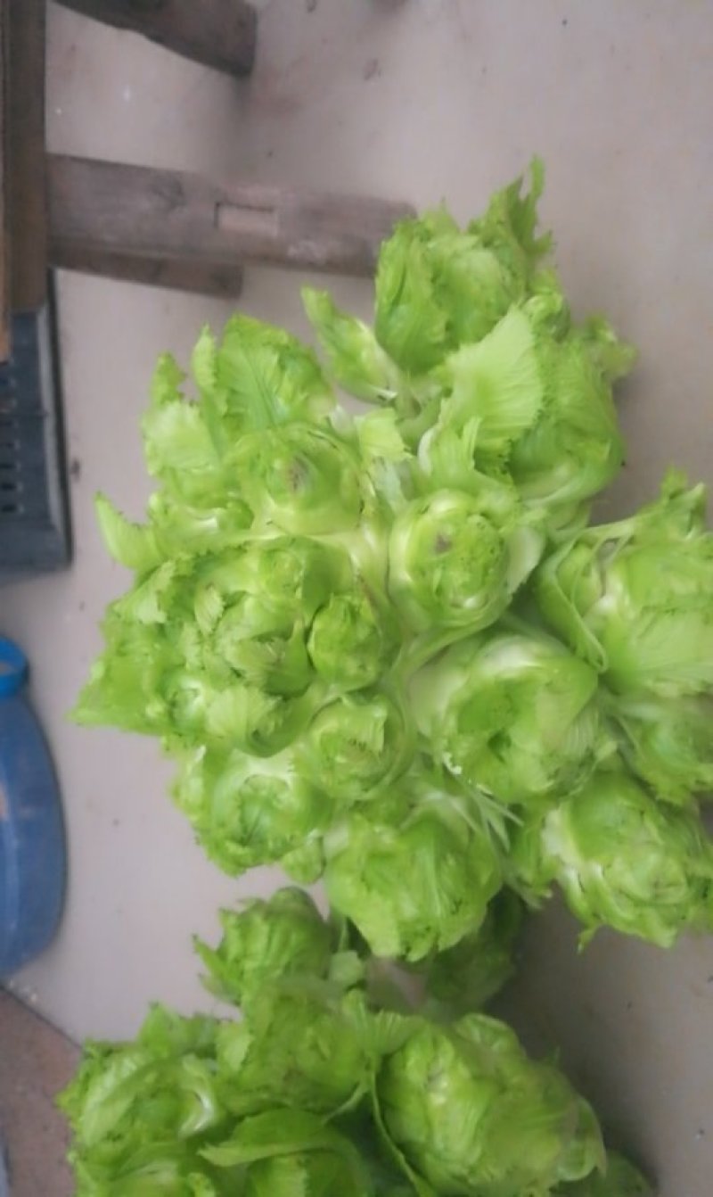 儿菜