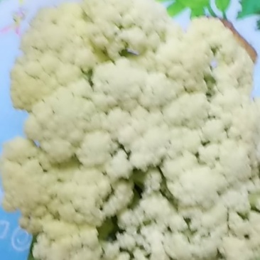 有机花2-4斤