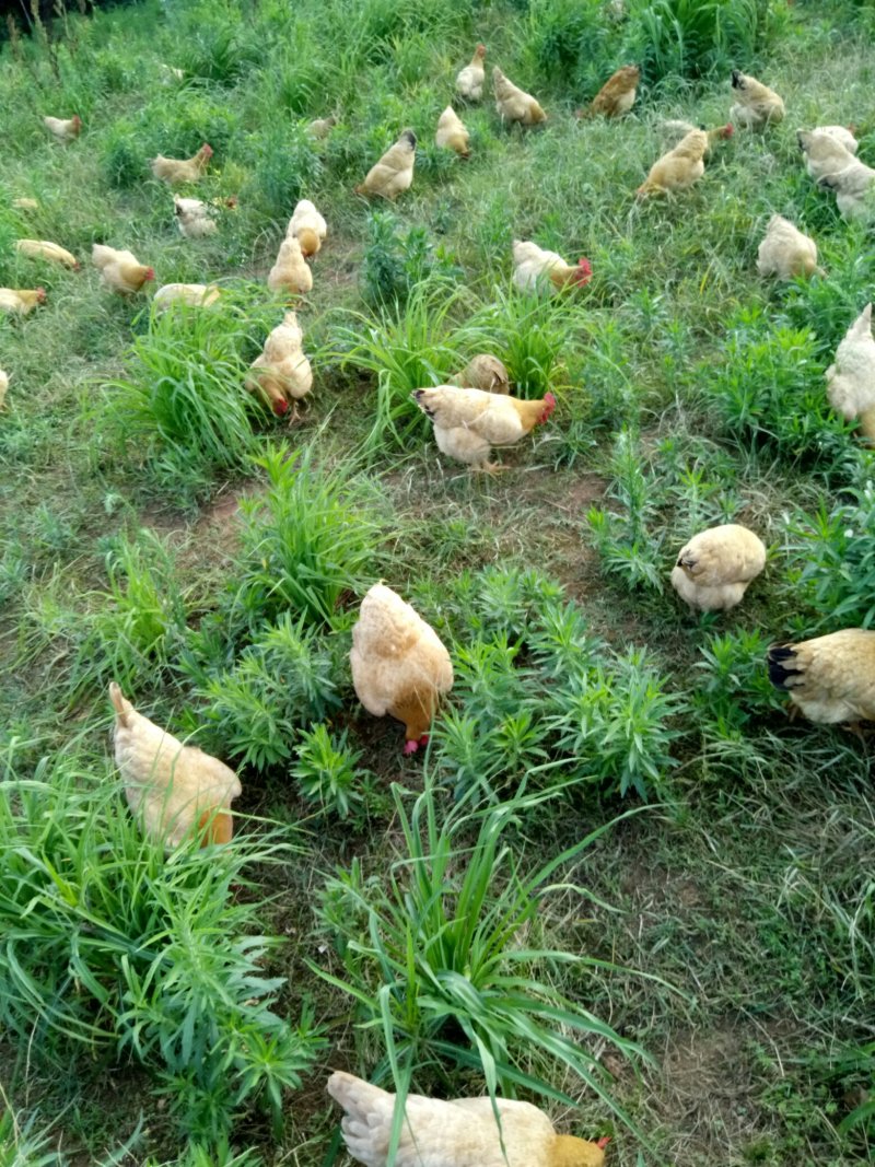 土鸡6~9月原生态中药保健