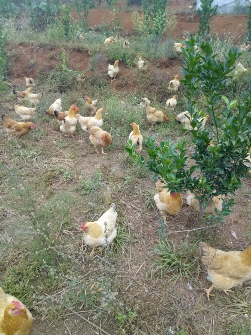 土鸡6~9月原生态中药保健