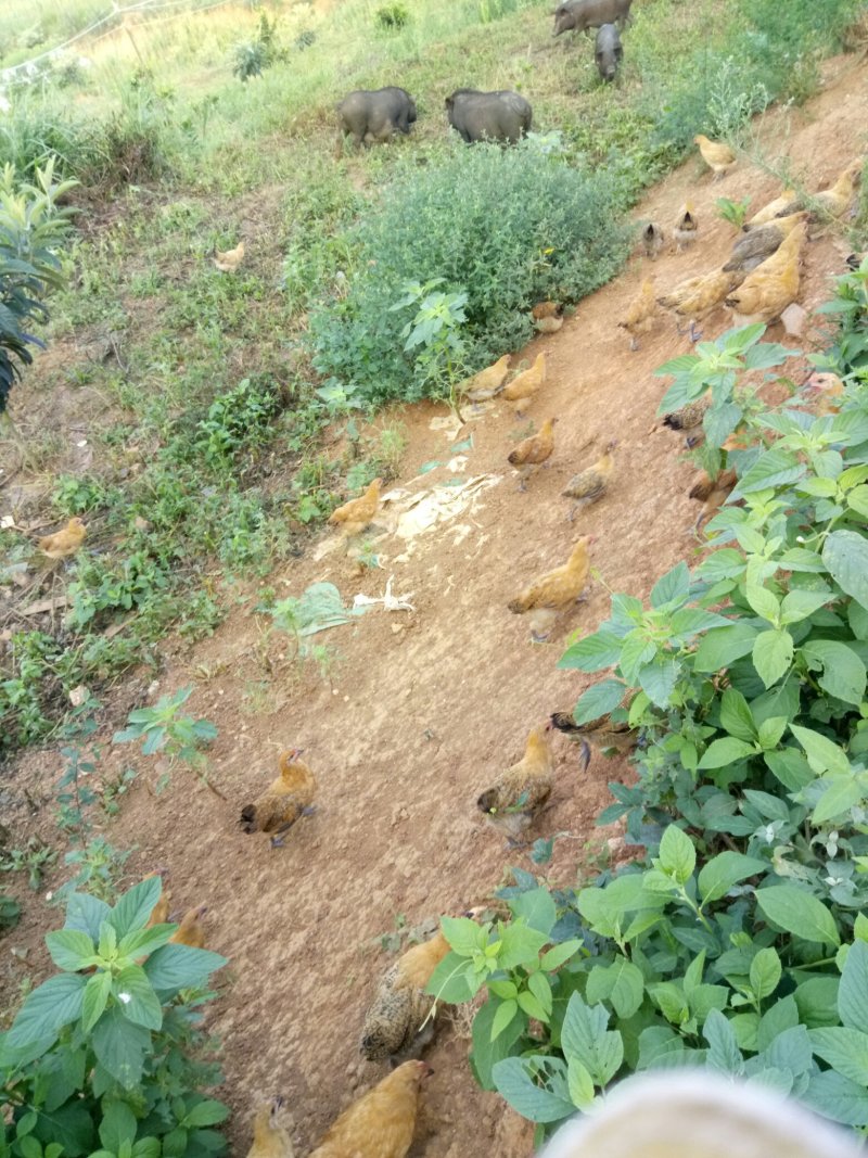 土鸡6~9月原生态中药保健