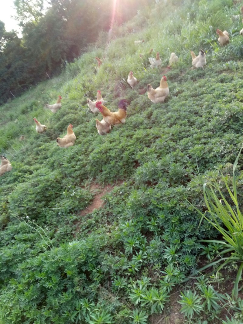 土鸡6~9月原生态中药保健