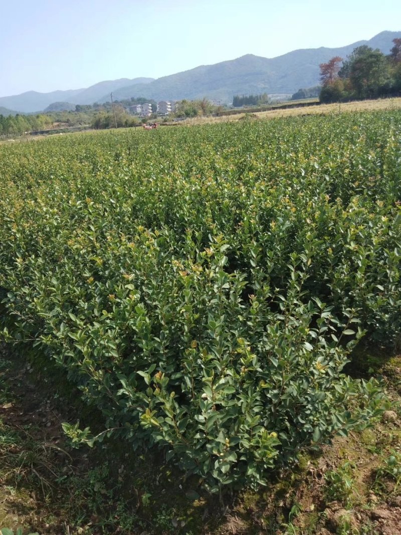 【有好货】江西高产嫁接油茶苗杯苗裸根苗特卖20-80