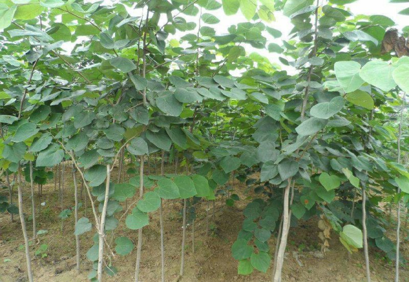 紫荆，独杆紫荆，丛生紫荆，2公分3公分4公分5公分6公分
