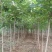 紫荆，独杆紫荆，丛生紫荆，2公分3公分4公分5公分6公分