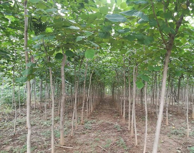 紫荆，独杆紫荆，丛生紫荆，2公分3公分4公分5公分6公分