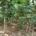 紫荆，独杆紫荆，丛生紫荆，2公分3公分4公分5公分6公分