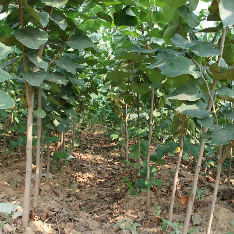 紫荆，独杆紫荆，丛生紫荆，2公分3公分4公分5公分6公分