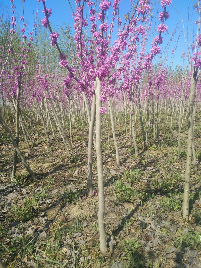 紫荆，独杆紫荆，丛生紫荆，2公分3公分4公分5公分6公分