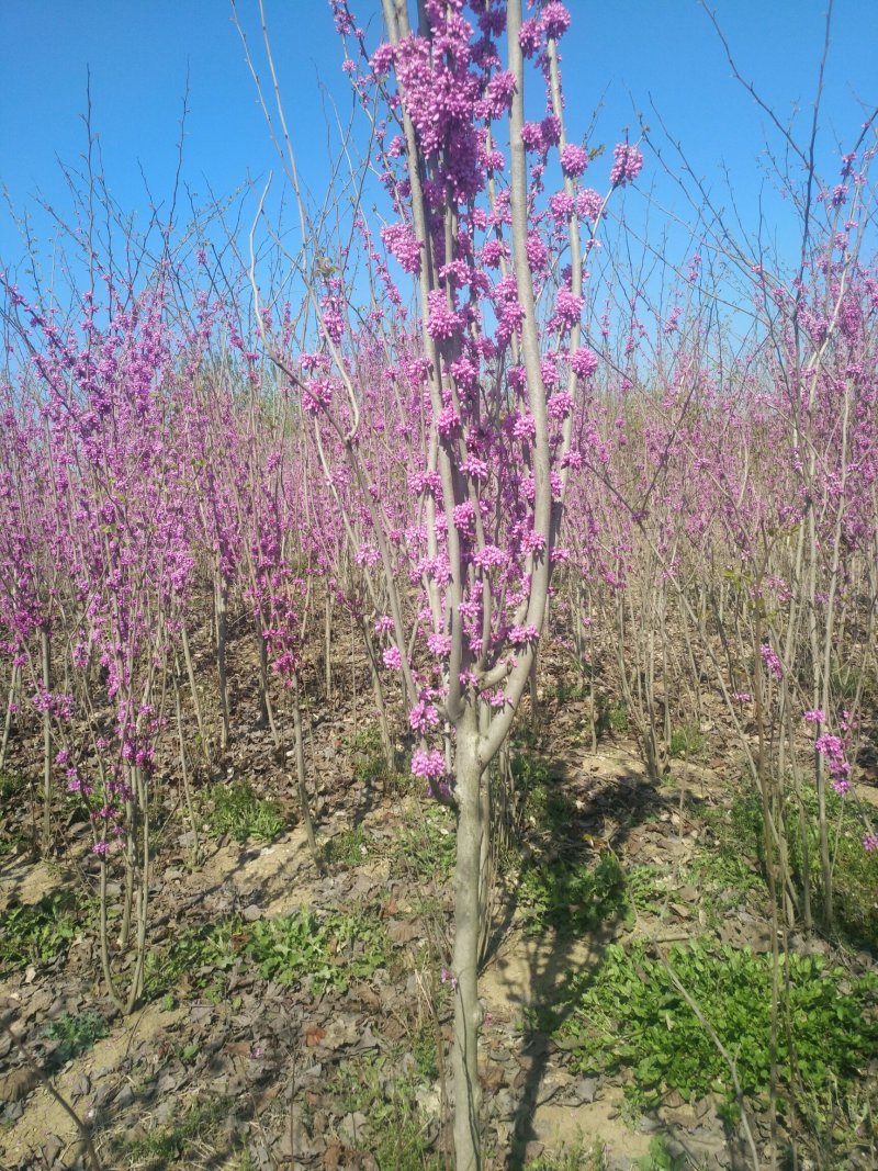 紫荆，独杆紫荆，丛生紫荆，2公分3公分4公分5公分6公分