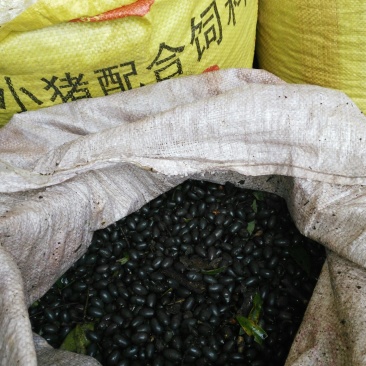 种子