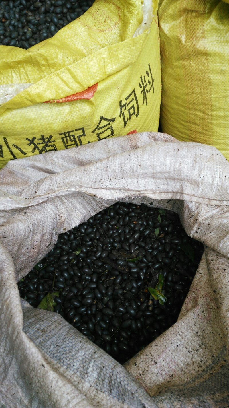 种子