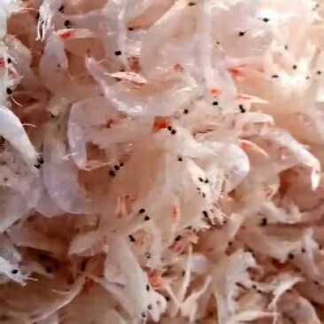 无盐淡干虾皮