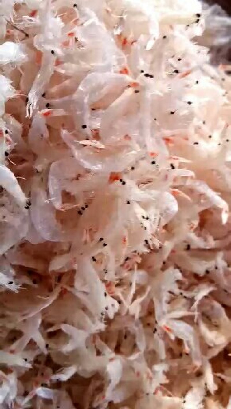 无盐淡干虾皮