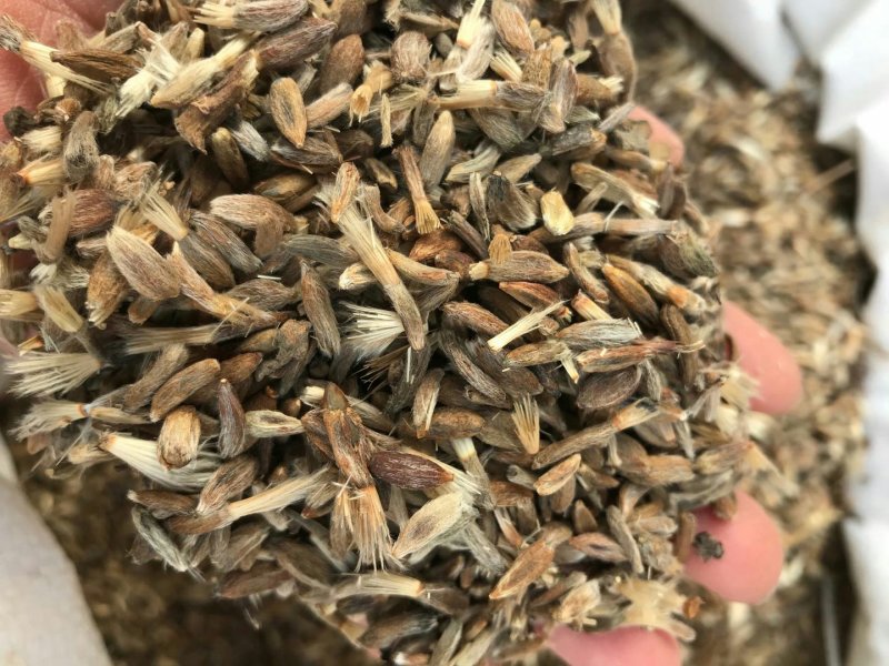 改良白术基地供应白术种子