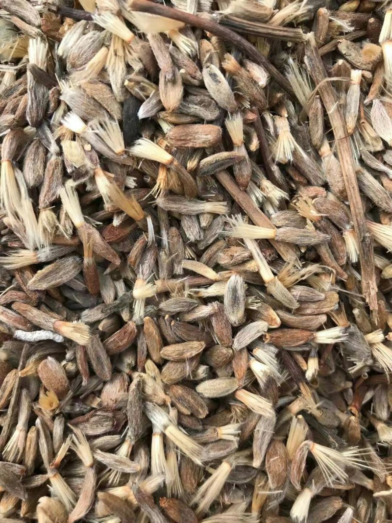 改良白术基地供应白术种子