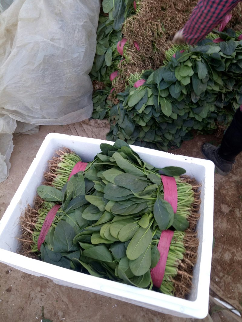 各种各样蔬菜水果大量现货
