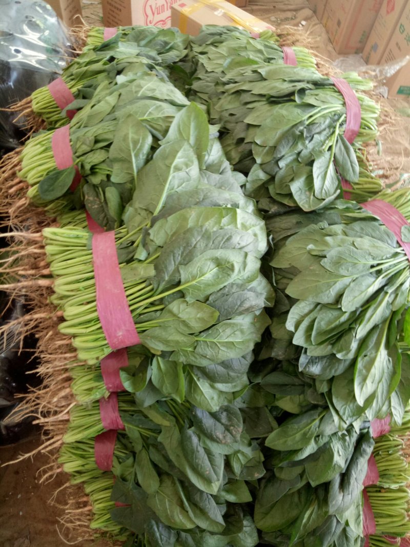 各种各样蔬菜水果大量现货