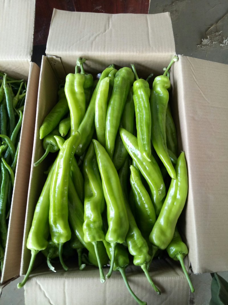 各种各样蔬菜水果大量现货