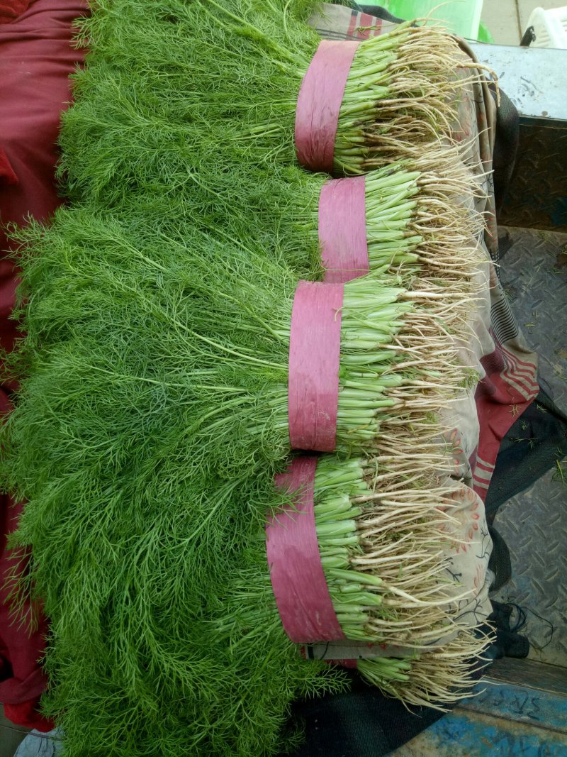 各种各样蔬菜水果大量现货