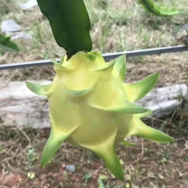 火龙果苗。。。。。。。。。。