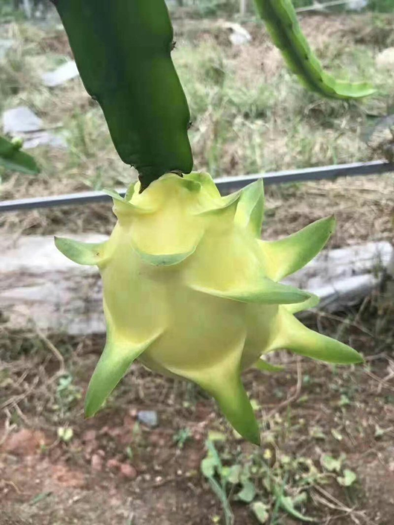 火龙果苗。。。。。。。。。。