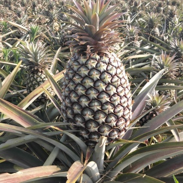 无眼菠萝云南德宏芒市等你