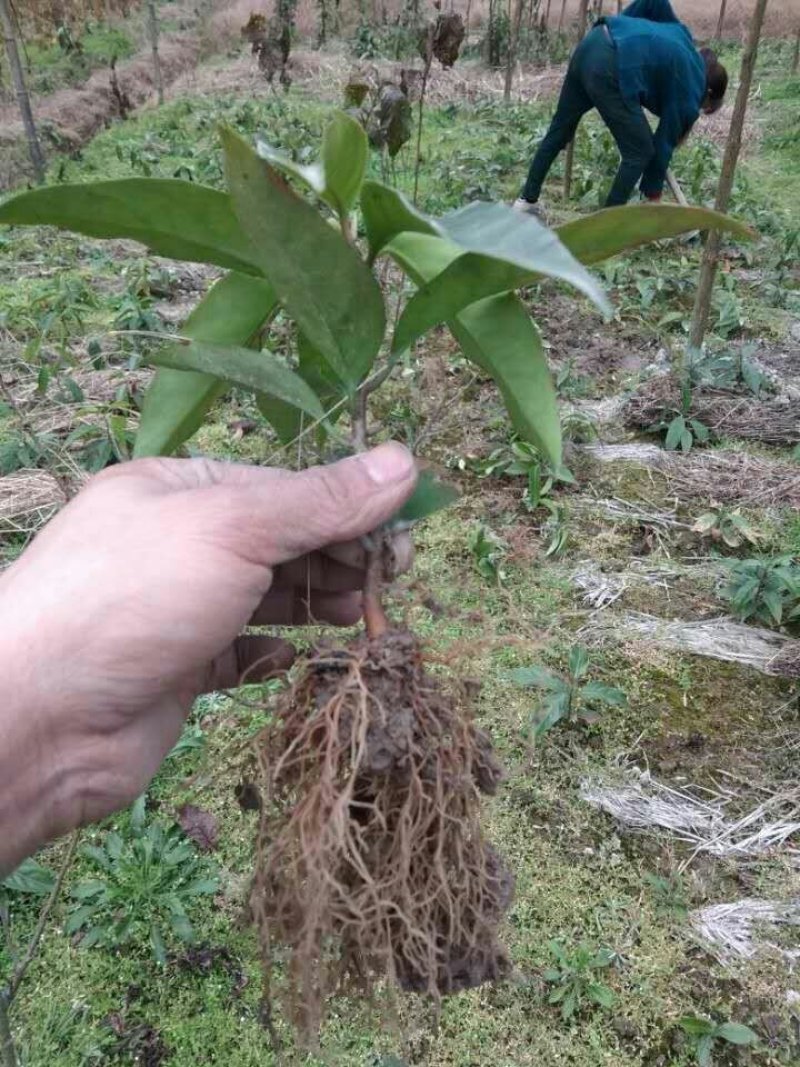 布福娜黑老虎一年苗
