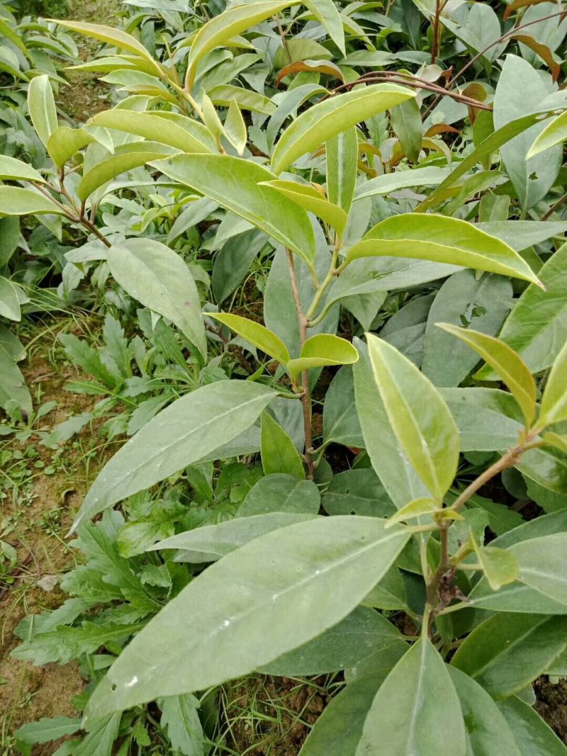 布福娜黑老虎一年苗