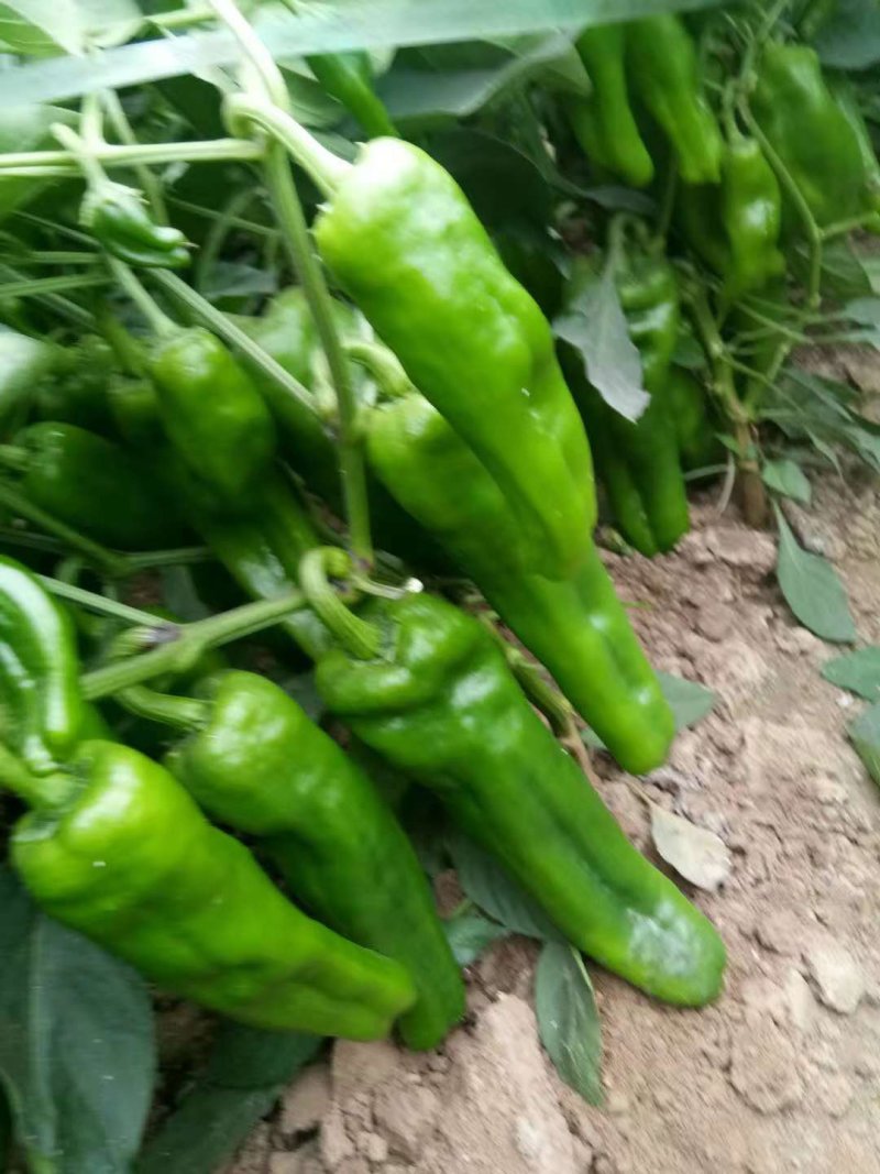 301鲜辣椒薄皮精品，辣椒基地，一手货源欢迎订购