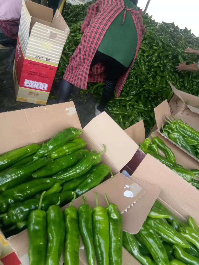 301鲜辣椒薄皮精品，辣椒基地，一手货源欢迎订购