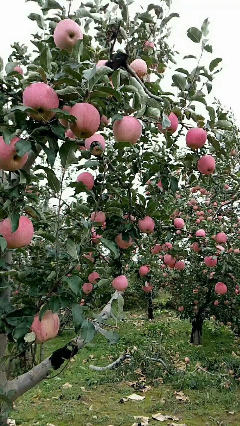 陕西淳化纸袋秦冠